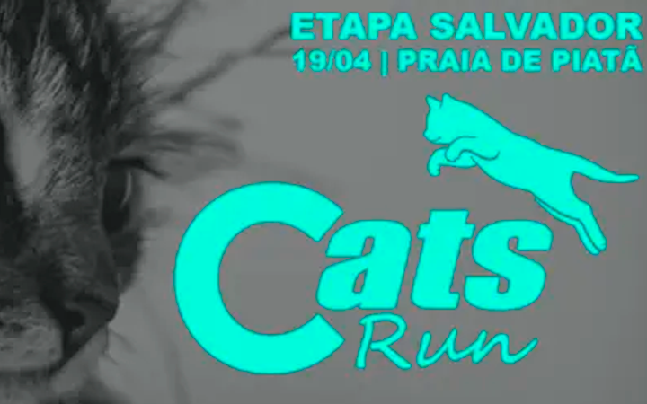 CATS RUN BA 2026